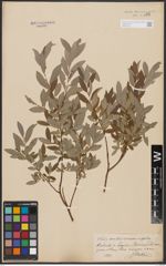 Salix aurita L. x Salix rosmarinifolia L.